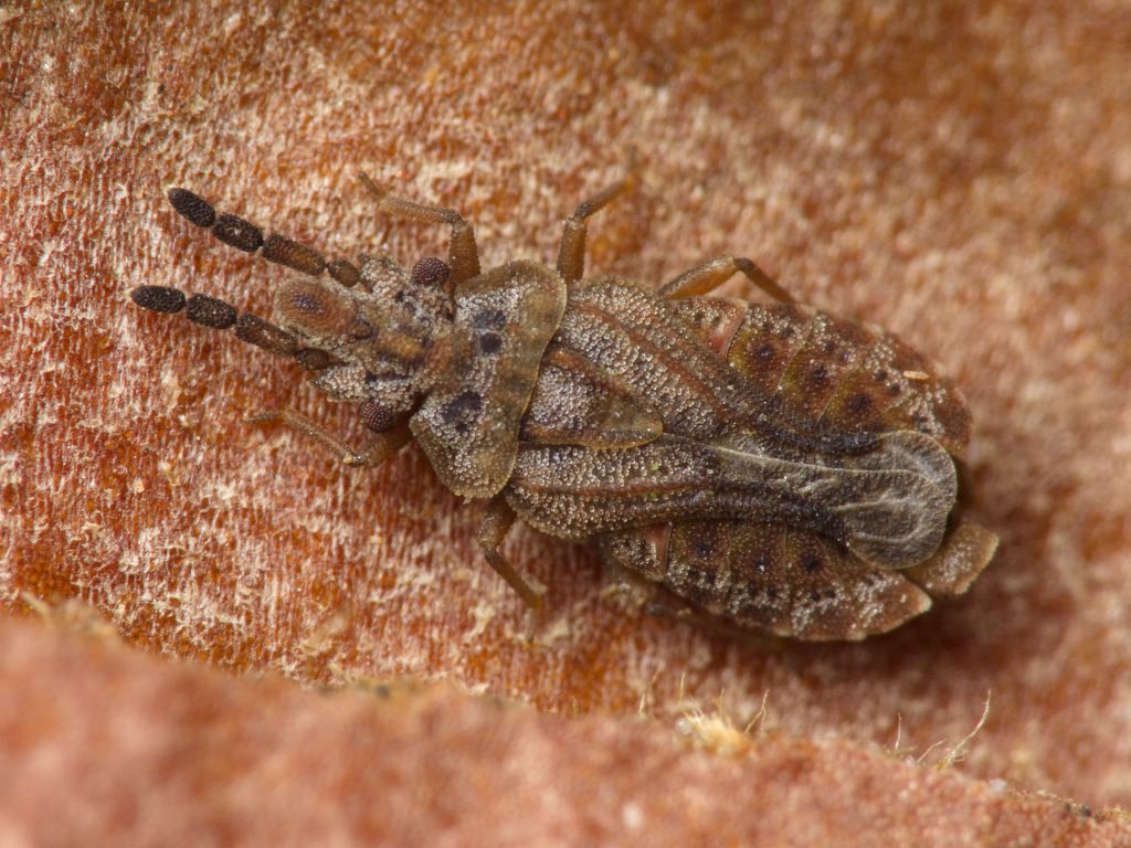 Aradus cinnamomeus Panzer, 1806